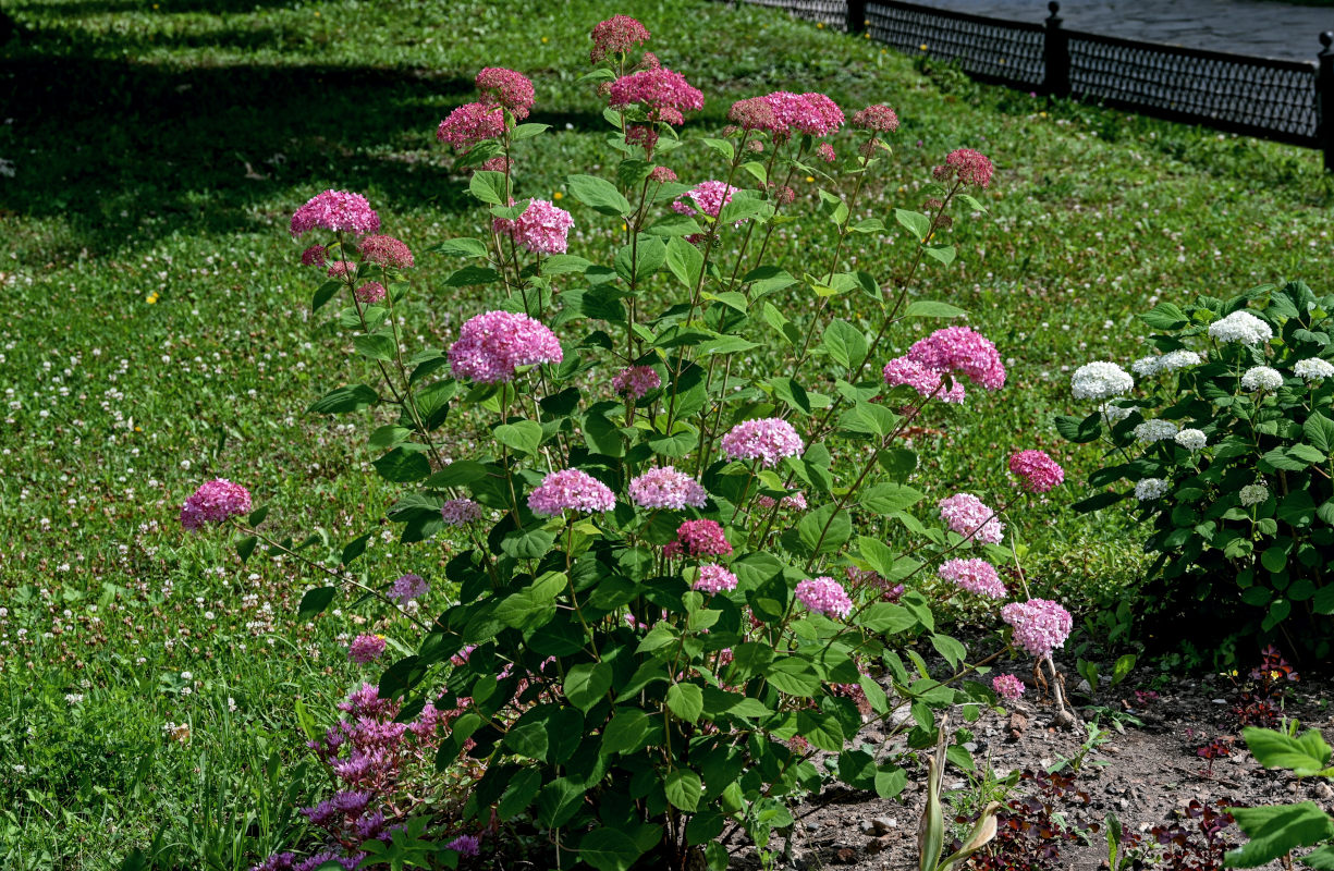 Image of Hydrangea arborescens specimen.