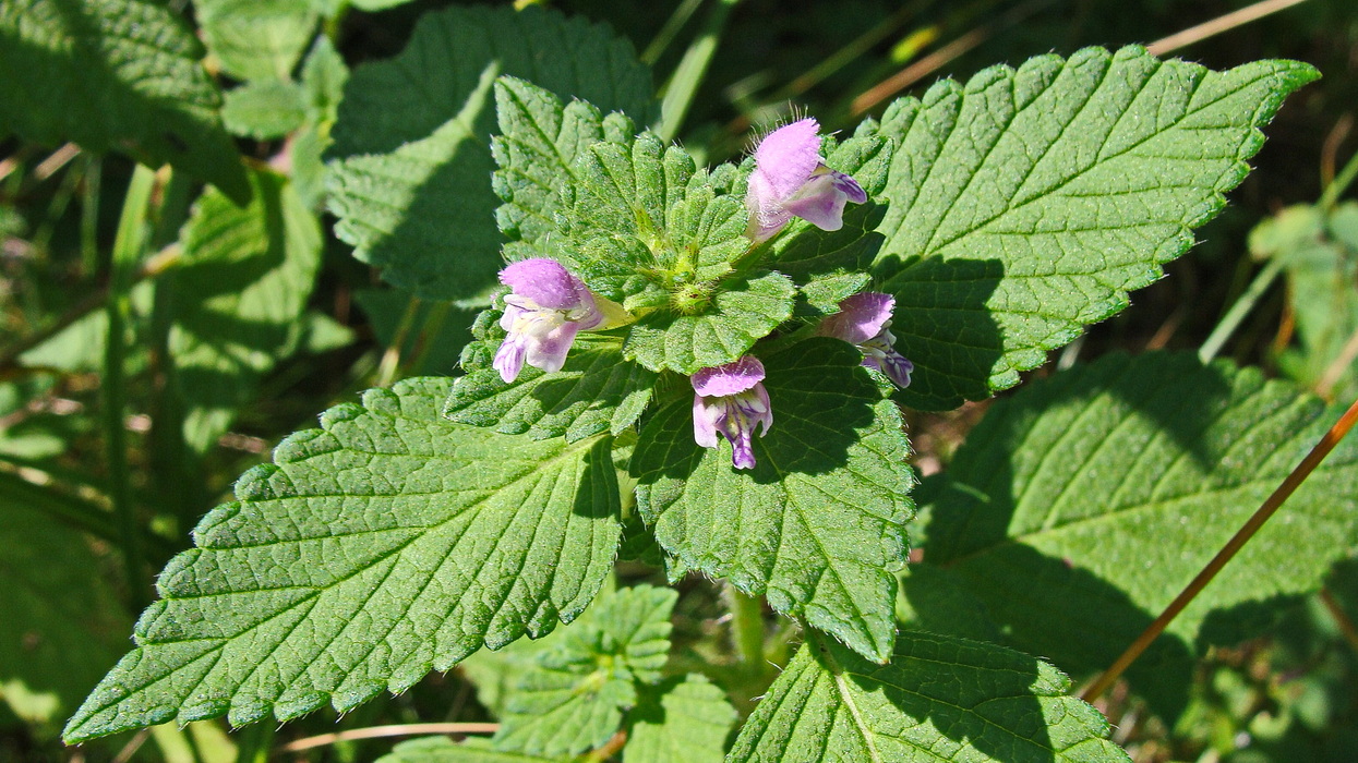 Image of Galeopsis bifida specimen.