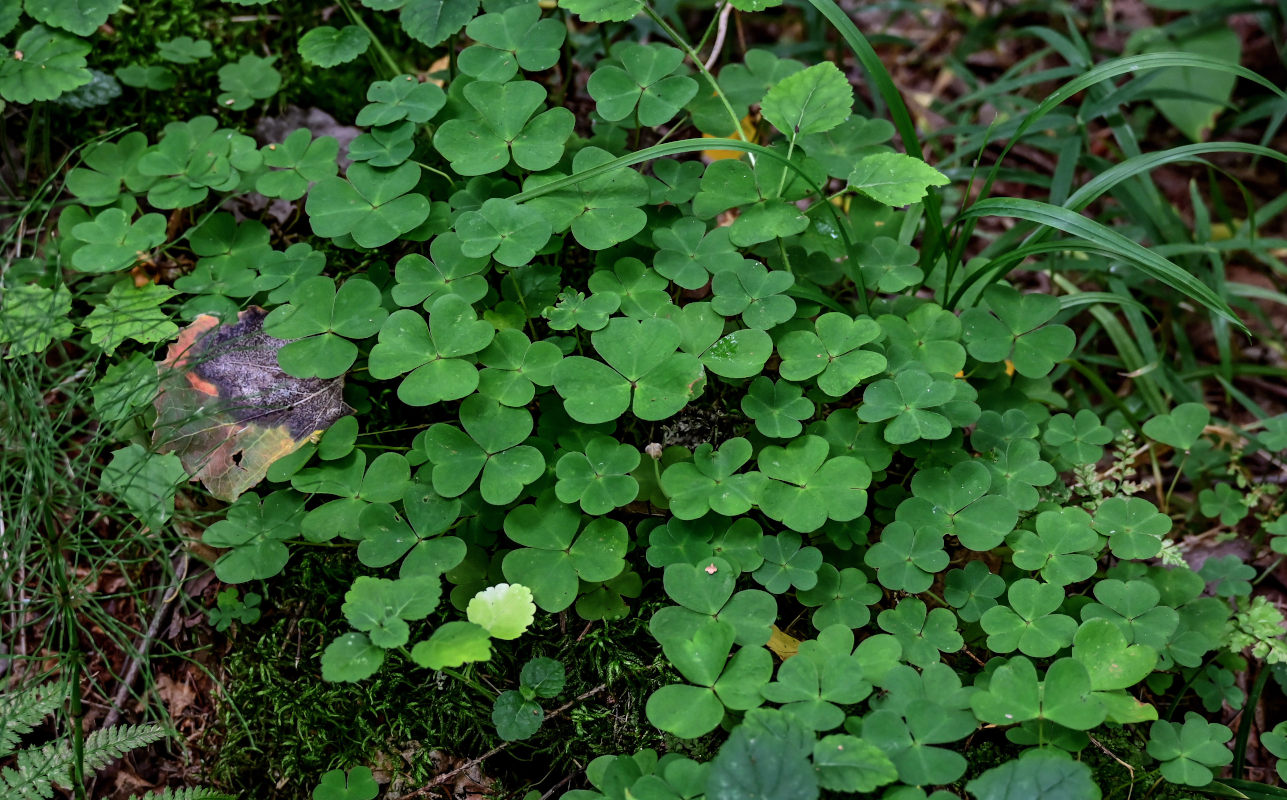 Изображение особи Oxalis acetosella.