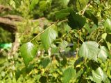 Betula pendula var. carelica