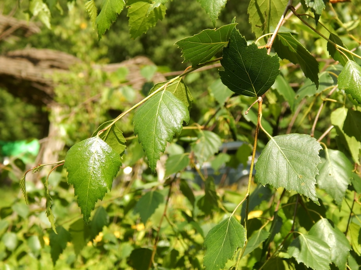 Image of Betula pendula var. carelica specimen.