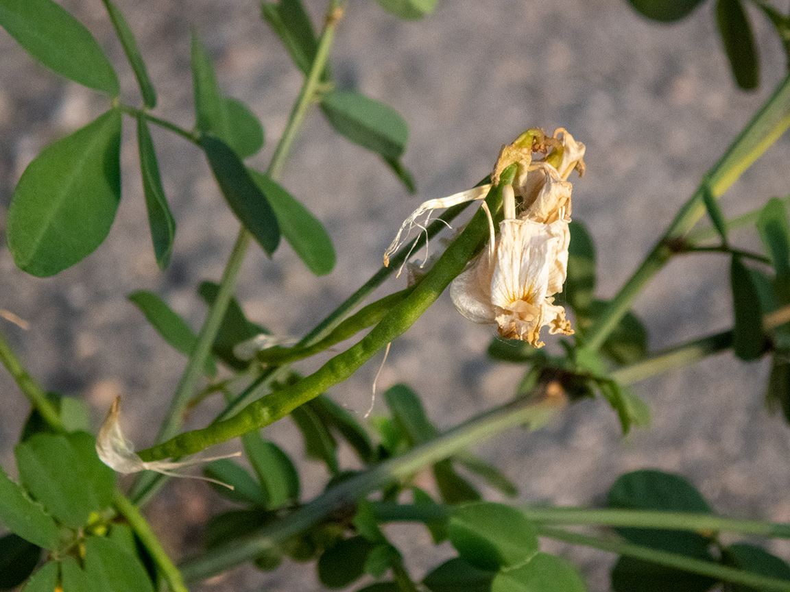 Изображение особи Hippocrepis emeroides.