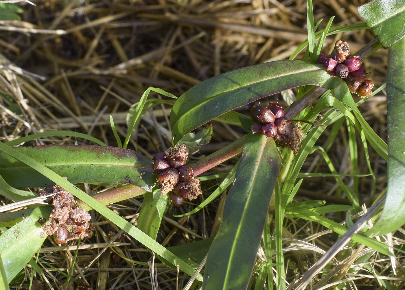 Image of Ammannia robusta specimen.