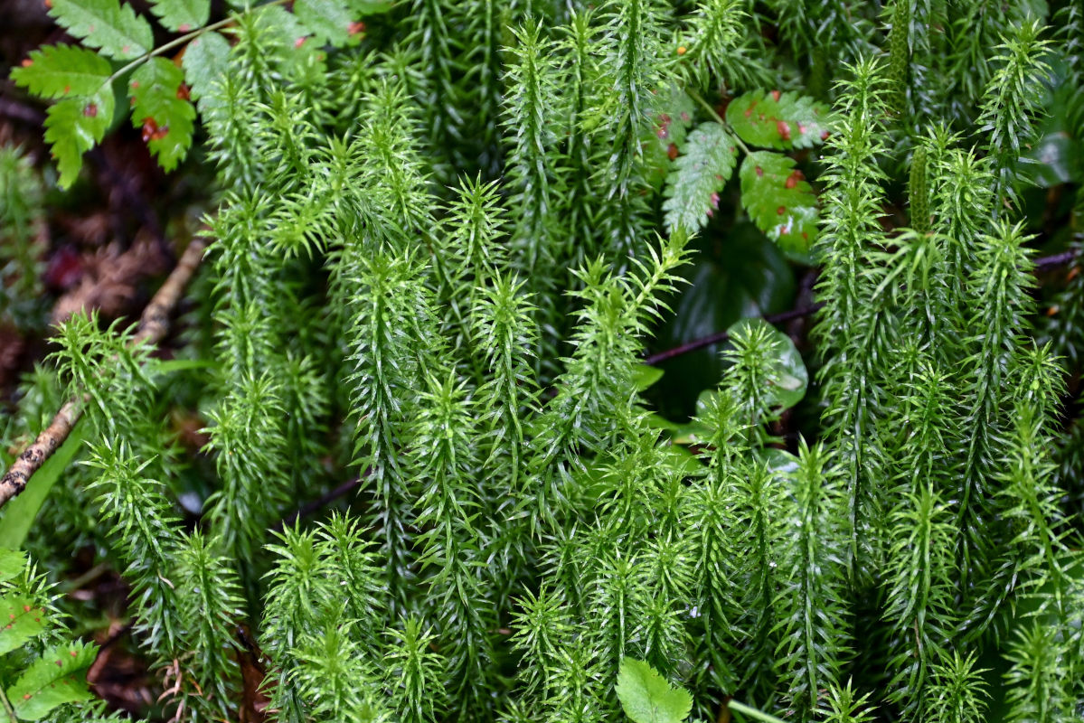 Изображение особи Lycopodium annotinum.