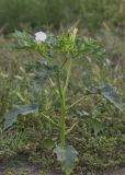 Datura stramonium