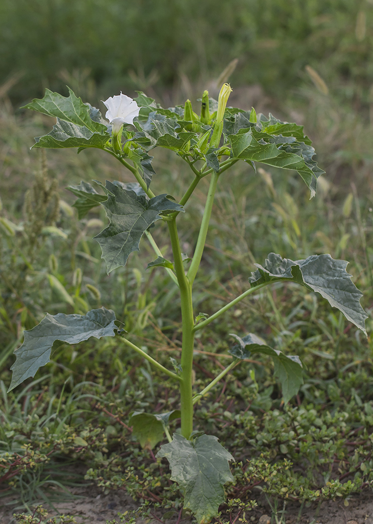 Изображение особи Datura stramonium.