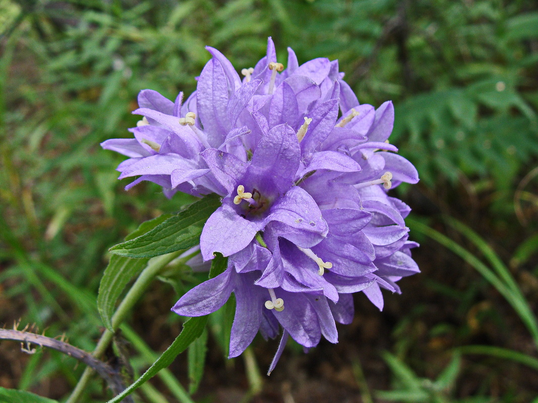 Изображение особи Campanula glomerata.