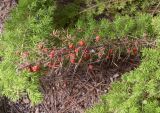 Asparagus densiflorus. Верхушка высохшей веточки с плодами ('Meyersii'). Испания, автономное сообщество Каталония, провинция Жирона, комарка Баш-Эмпорда, муниципалитет Палафружель, ботанический сад \"Кап-Роч\". 27.10.2024.