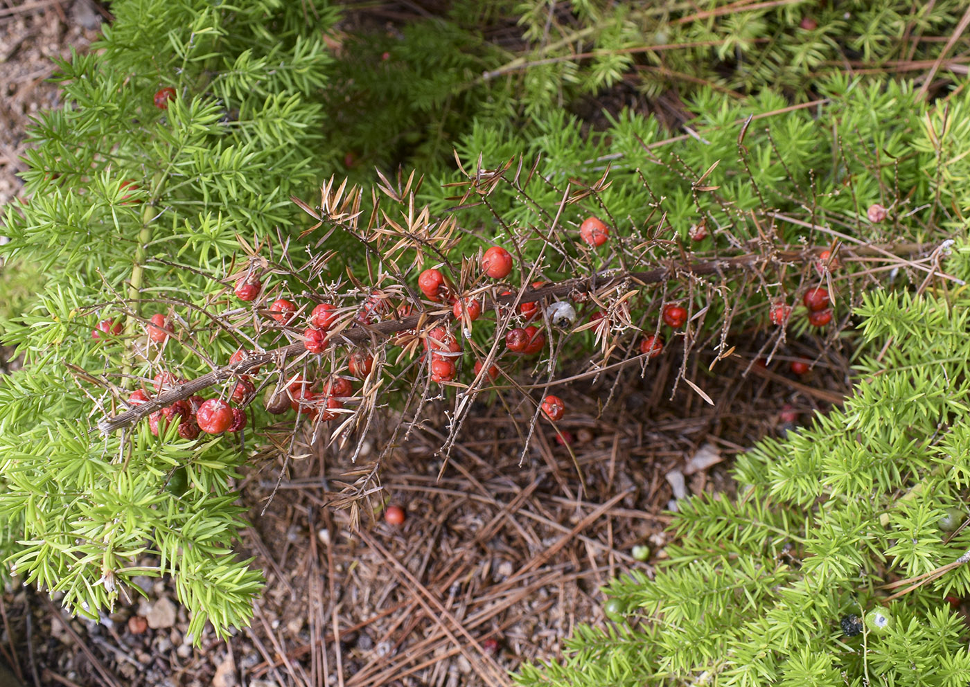 Image of Asparagus densiflorus specimen.