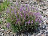 Oxytropis coerulea. Цветущее растение. Иркутская обл., Ольхонский р-н, Маломорское побережье Байкала, мыс Зундук, каменистая степь. 21.07.2013.