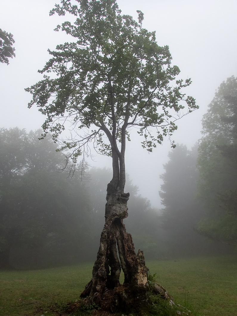 Image of Fagus &times; taurica specimen.