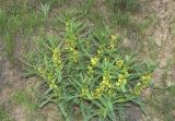 Astragalus turkestanus