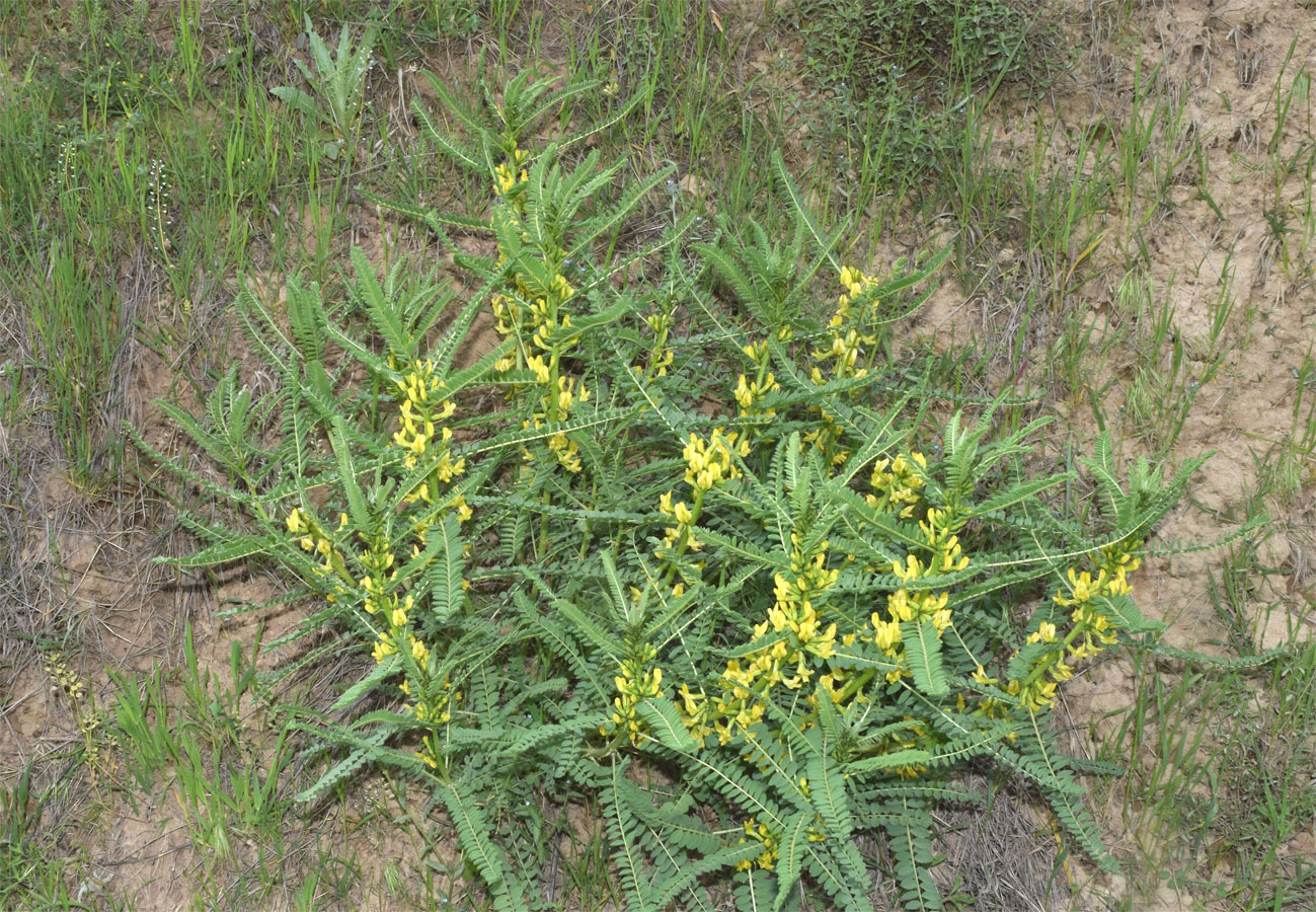 Image of Astragalus turkestanus specimen.