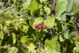 Cotoneaster tjulinae