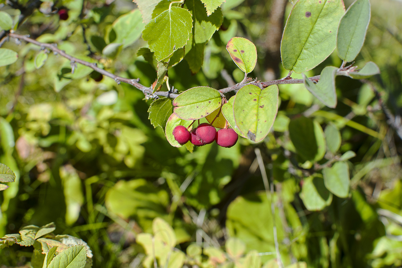 Image of Cotoneaster tjulinae specimen.