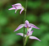 Cephalanthera rubra. Часть соцветия. Краснодарский край, м/о Новороссийск, окр. с. Сукко, окр. оз. Сукко, залесённый левый борт долины. 14.06.2021.