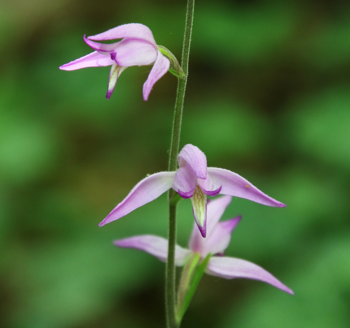 Image of Cephalanthera rubra specimen.