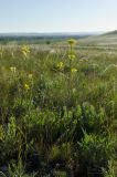 Erysimum canescens