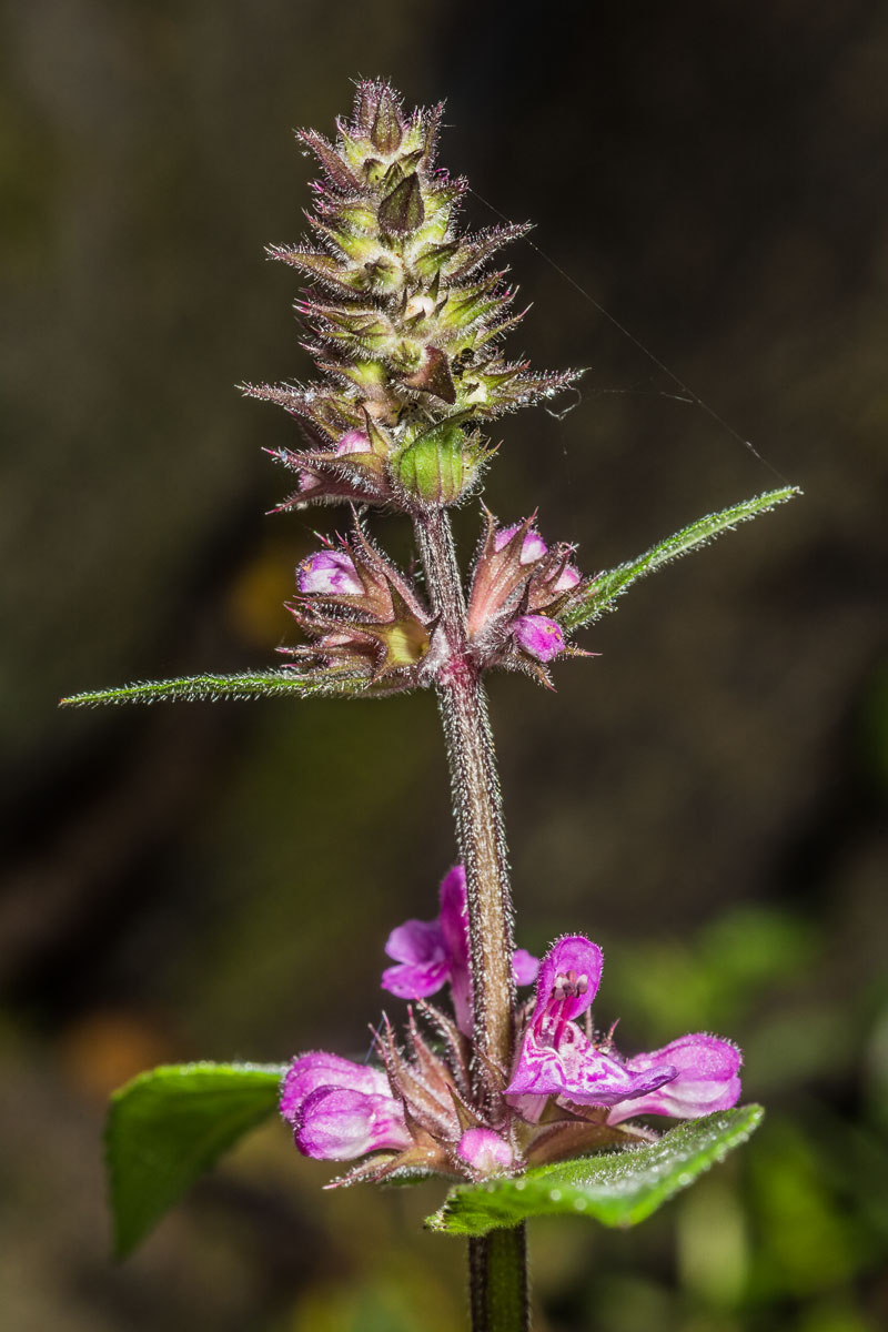 Изображение особи Stachys palustris.