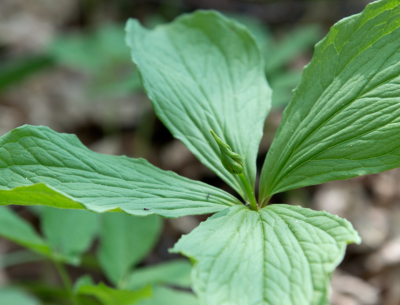 Image of Paris quadrifolia specimen.