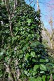 View full-size image Hedera colchica