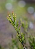 View full-size image Calluna vulgaris
