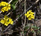 View full-size image Draba hispida
