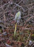 Eriophorum vaginatum. Цветущее растение. Окр. Архангельска, болото. 30.04.2011.