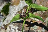 View full-size image genus Vincetoxicum