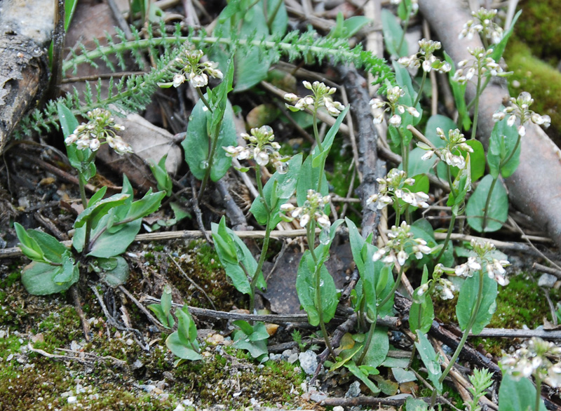 Изображение особи Microthlaspi perfoliatum.