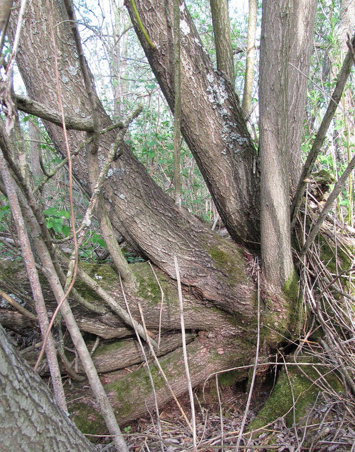 Image of Salix gmelinii specimen.