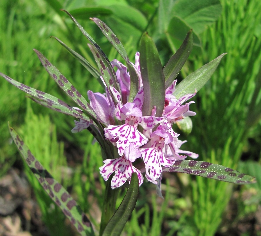 Image of Dactylorhiza fuchsii specimen.