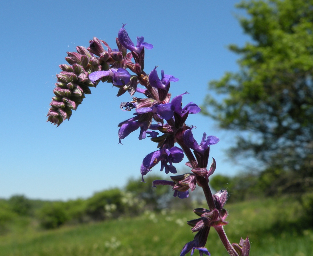 Изображение особи Salvia betonicifolia.