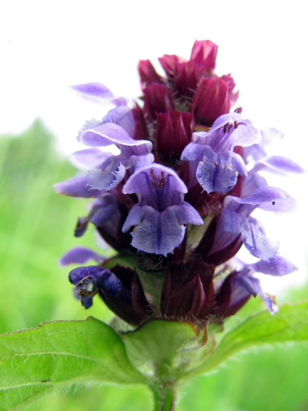 Image of Prunella vulgaris specimen.