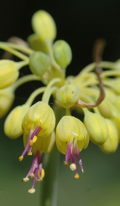 Image of Allium pictistamineum specimen.