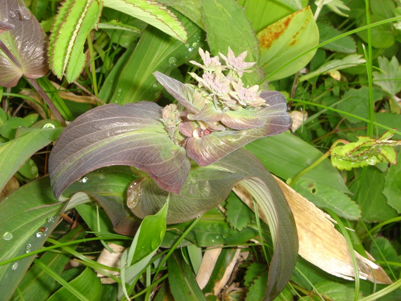 Image of genus Bupleurum specimen.