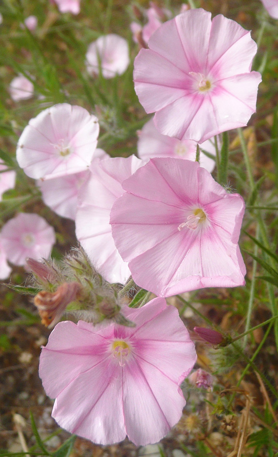 Image of Convolvulus cantabrica specimen.