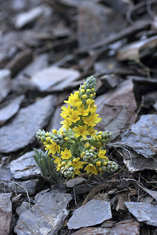 Image of Leontice ewersmanni specimen.