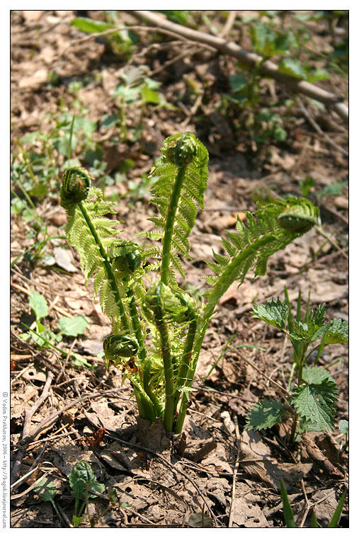 Image of Matteuccia struthiopteris specimen.