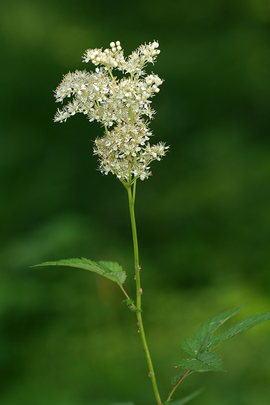 Image of Filipendula ulmaria specimen.