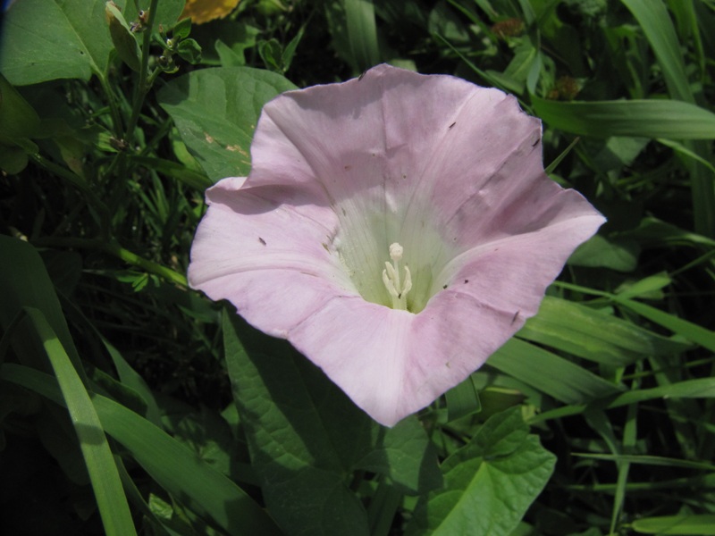 Изображение особи Calystegia spectabilis.