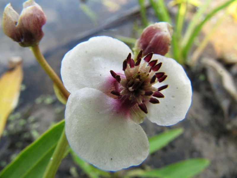 Изображение особи Sagittaria sagittifolia.