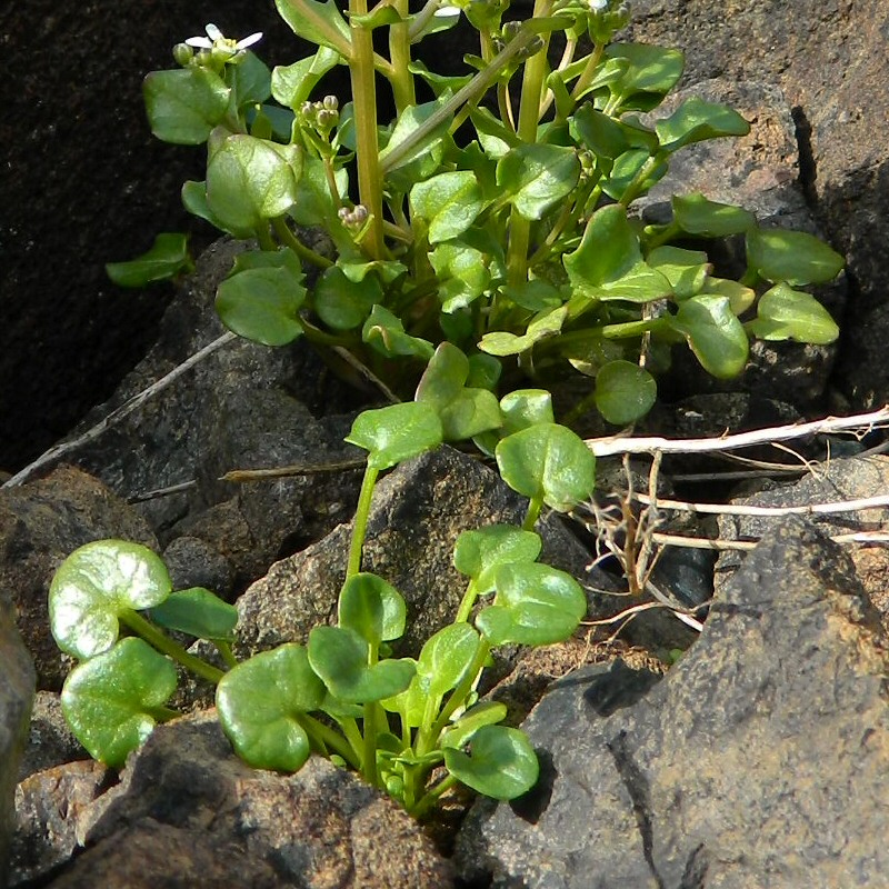 Image of genus Cochlearia specimen.