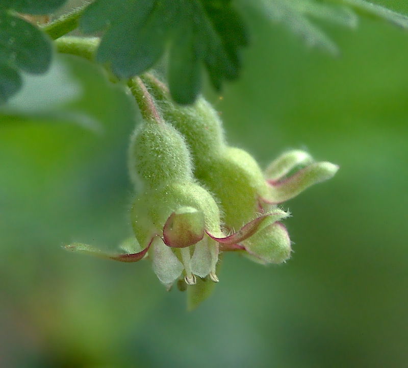 Image of Grossularia uva-crispa specimen.