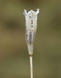 Tulipa heterophylla. Прошлогодний плод. Казахстан, Алматинская обл., Райымбекский р-н, горы Каратау, ущелье р. Сумбе. 11.05.2011.