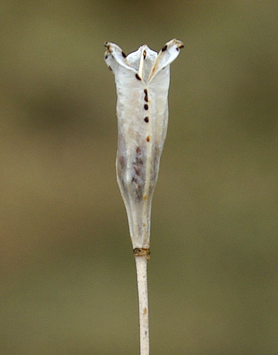 Image of Tulipa heterophylla specimen.