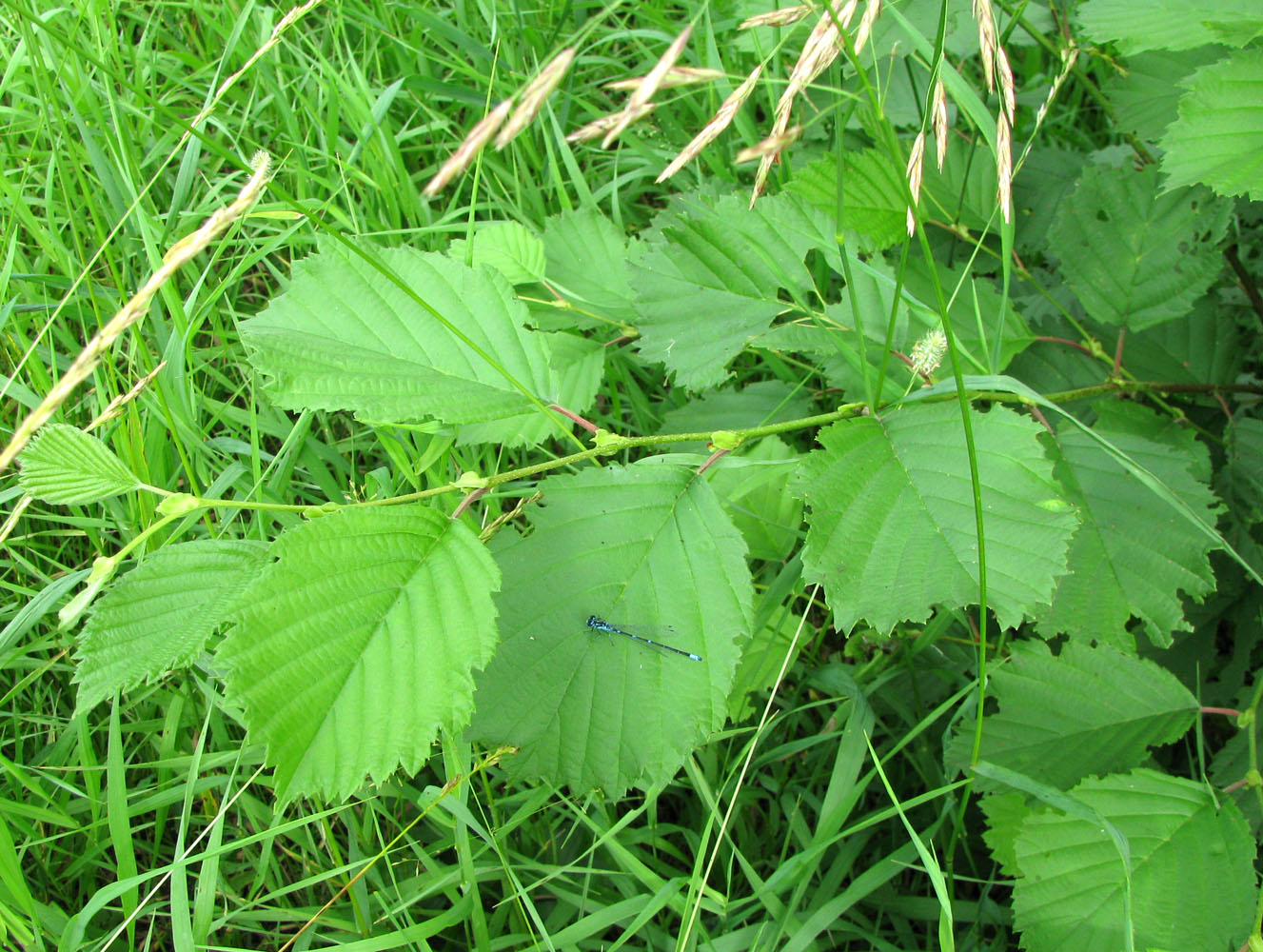 Image of Alnus &times; pubescens specimen.