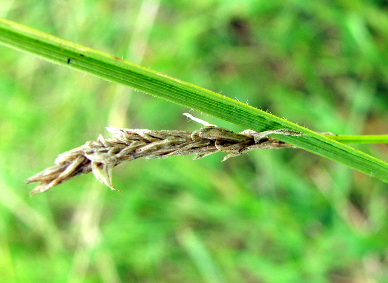 Изображение особи Carex hirta.