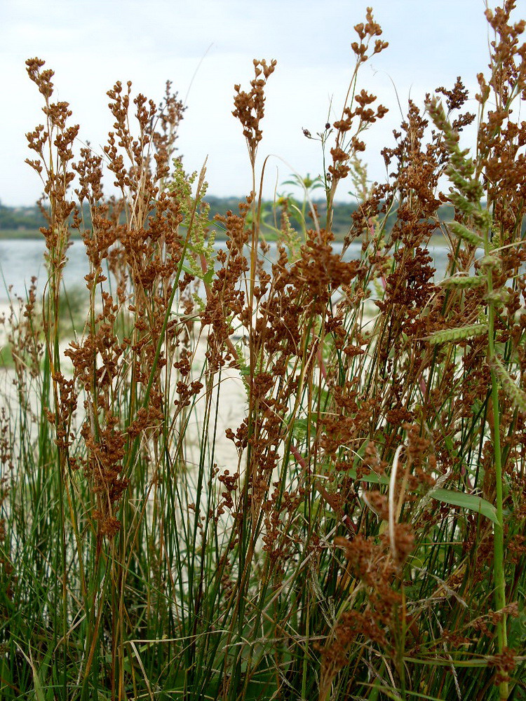 Image of Juncus gerardi specimen.