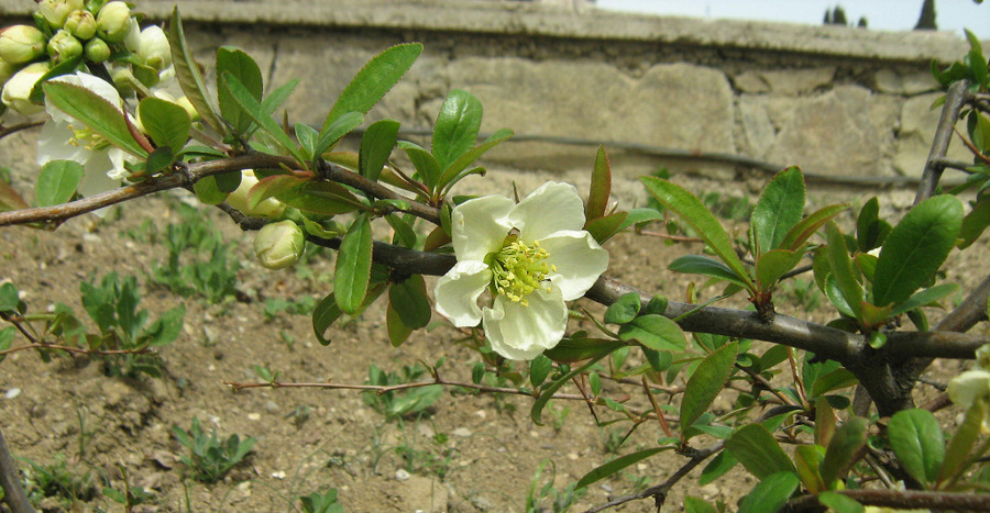 Image of Chaenomeles japonica specimen.